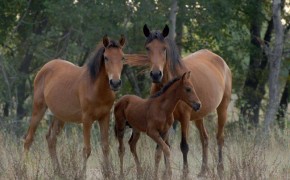 Caii sălbatici din Pădurea Letea – Tulcea
